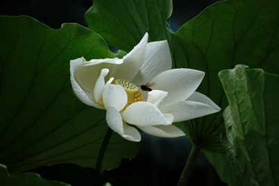 28圈(中国集团)官方网站